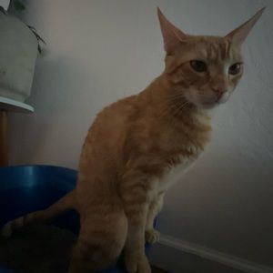 Meet your Posher, Acesha